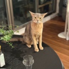 冷蔵庫にあるもので、トンカツ定食の夜ごはん