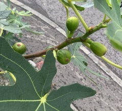 北国では珍しい「無花果」