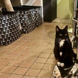 『Muddy Cat 定期便 9/29〜10/4・かんなみ猫おどり』の画像