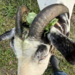 ヤギ飼ってみた