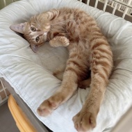 トライアル決定！！！