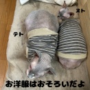 秘密の子たちの里親募集を始めたよ（嫌嫌）