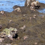 天然食材探しへ近くに気軽に出かけよう！