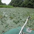 7月12日は5日に引き続き、オニビシ退治。