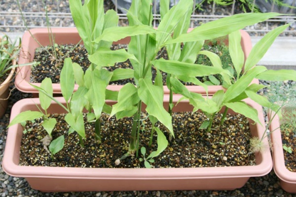 プランターマニアックス みょうが