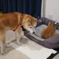 猫にベッドを取られた犬