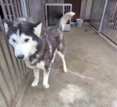 ハスキーの放棄犬、女の子が２頭でます。