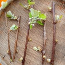 キウイ、ぶどうの挿し木　陸稲苗、種まき後の様子