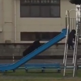 『ガチで犬が滑り台で遊んでたw』夢中になって滑ってる姿が可愛いと話題に！（動画あり）