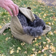 セラピー犬が来ました