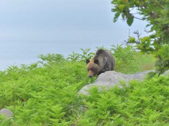 ヒグマ町議「ボク悪くないもん！」から一転、謝罪ｗｗｗｗｗｗｗｗｗｗｗ