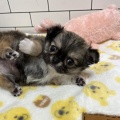 短足&ムチムチの可愛い子☆彡