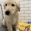 大きな赤ちゃん