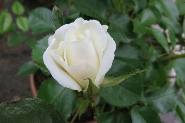 ミセスケイの薔薇コラム ファビュラス ミセスケイの薔薇コラム ファビュラス