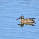 吉川美南探鳥記(カモと水鳥、草地で活動する小鳥たち)