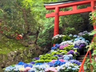 京都 柳谷観音 あじさいウィーク 花階段