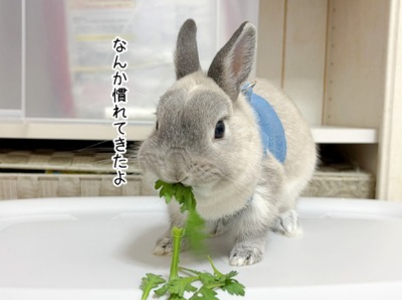 うさぎのルリ(10/20追記)