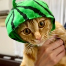 ノー　モア　かぶりもの