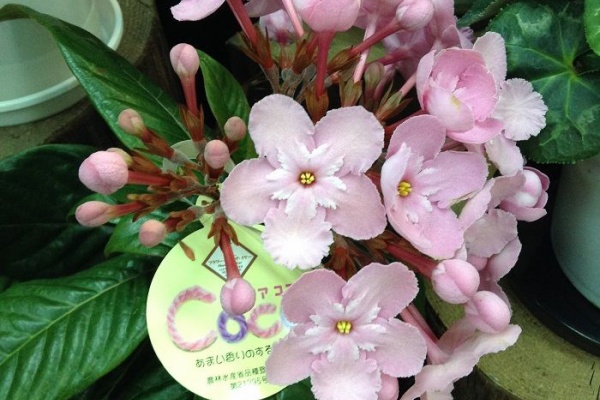 三重県桑名市の花屋 花清だより 花鉢