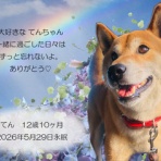 ペットセレモニーベル天国の天使達