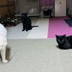 annex ニャンコのずっとのお家探し。