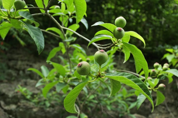 漱石枕流 クワ科