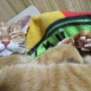 (^_-)-☆