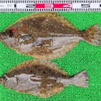 竹村貸舟店【高知県 浦ノ内湾～宇佐～須崎市横浪半島沖の船釣り】釣果情報 & ブログ