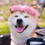 かぼすちゃんとおさんぽ。