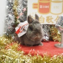 12月13日のグルーミングフォト