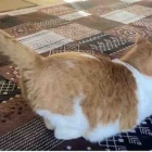 【猫日記】猫に影響の出る掃除の仕方