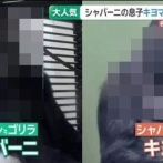 とあるゴリラ親子、佇まいから食事の様子までイケメン過ぎると話題に！受け取った野菜を軽く宙に浮かせてからパクリｗｗｗｗ