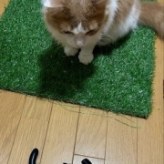 3匹を連れて獣医さんから帰る時に天気が急変