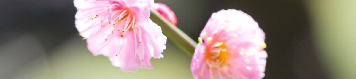 ららぽーと歯科 イメージ画像