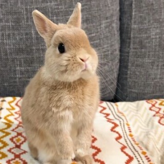 うのくらし