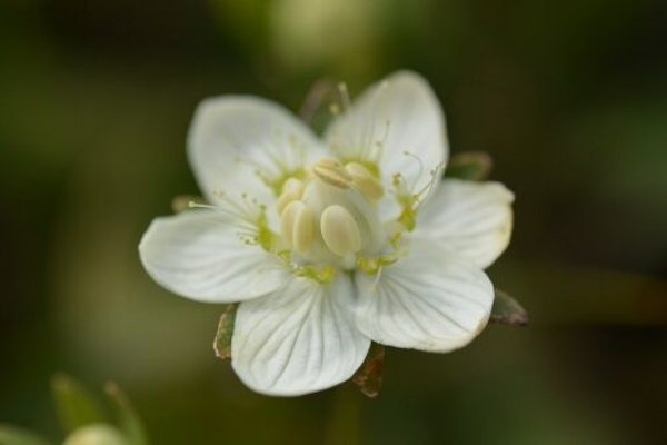 勝手に花言葉 徒然なるままに ウメバチソウ