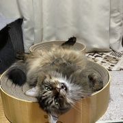 車のルームミラーに吊るされていたとんでもない物