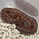 3階ヘビ新入荷