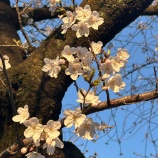 『桜の季節は才能の話がしたくなる vol.4336』の画像