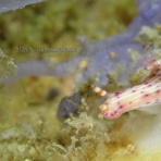 南紀白浜「ミスオーシャンダイビングサービス」今日の海ログ