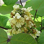 秋田野の花　道の花