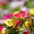 腸内フローラ百花繚乱