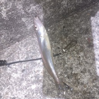 ナベさんの投げ釣り