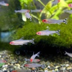 フィッシュショップFUJIのblog