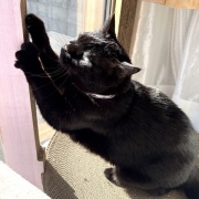 【猫写真】タワーの上が気になるスミちゃん