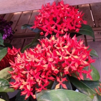 14年08月12日 カムとキクタンの大満足時代