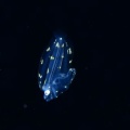 5月18日　刺激的な水中生物