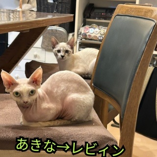 青梅ニャンだふる☆Life