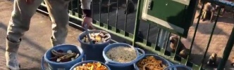 貧弱野郎にはヒヒの餌やりは務まらないという話