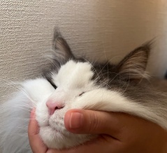 天使と悪魔